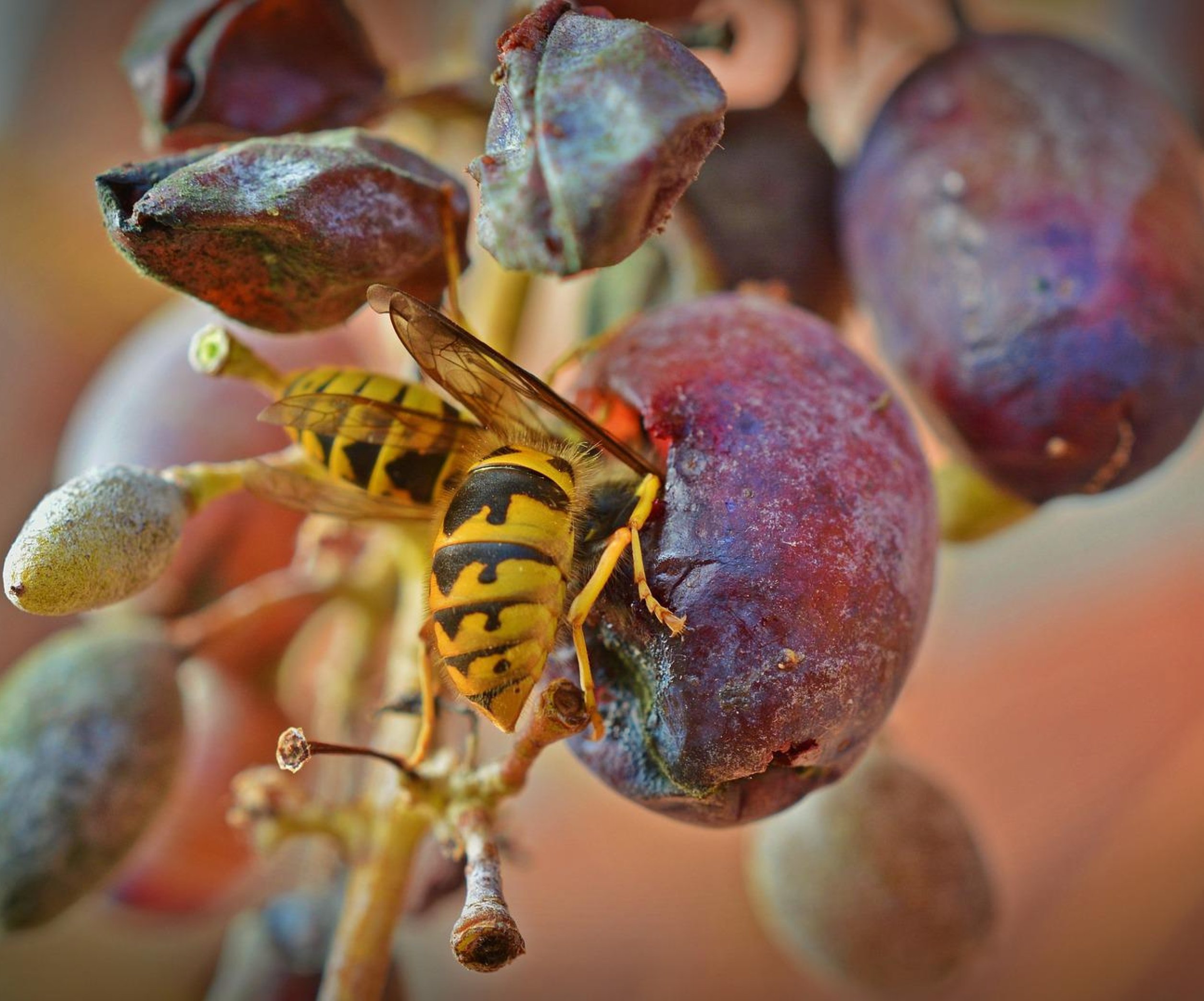 Как защитить от ос виноград с помощью приманок, яда и ловушек - Телеграф
